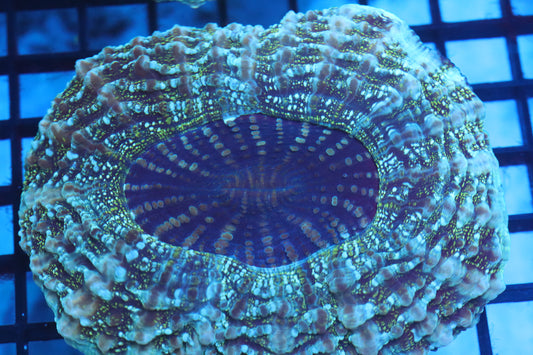 Aussie Acantho (D186) Medium