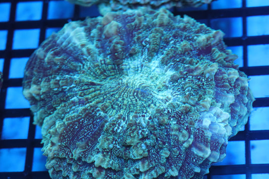 Aussie Acantho (D182) Medium