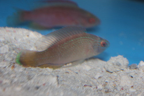 Pylei Fairy Wrasse Pair  (4" Male/3" Female)