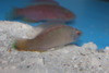 Pylei Fairy Wrasse Pair  (4" Male/3" Female)