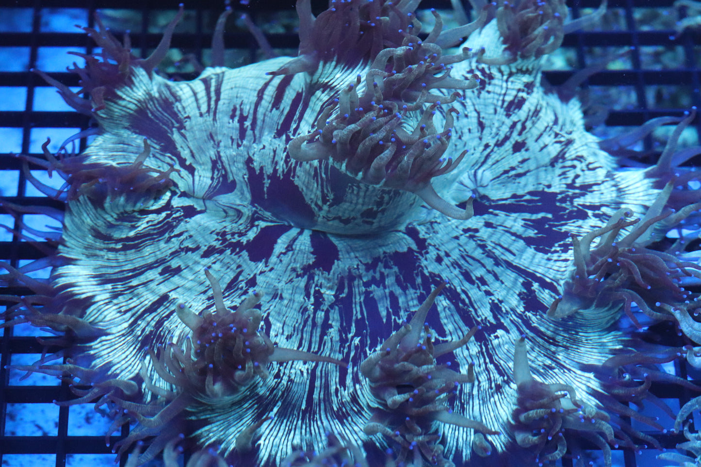 Blue Tip Elegance Coral (D246)