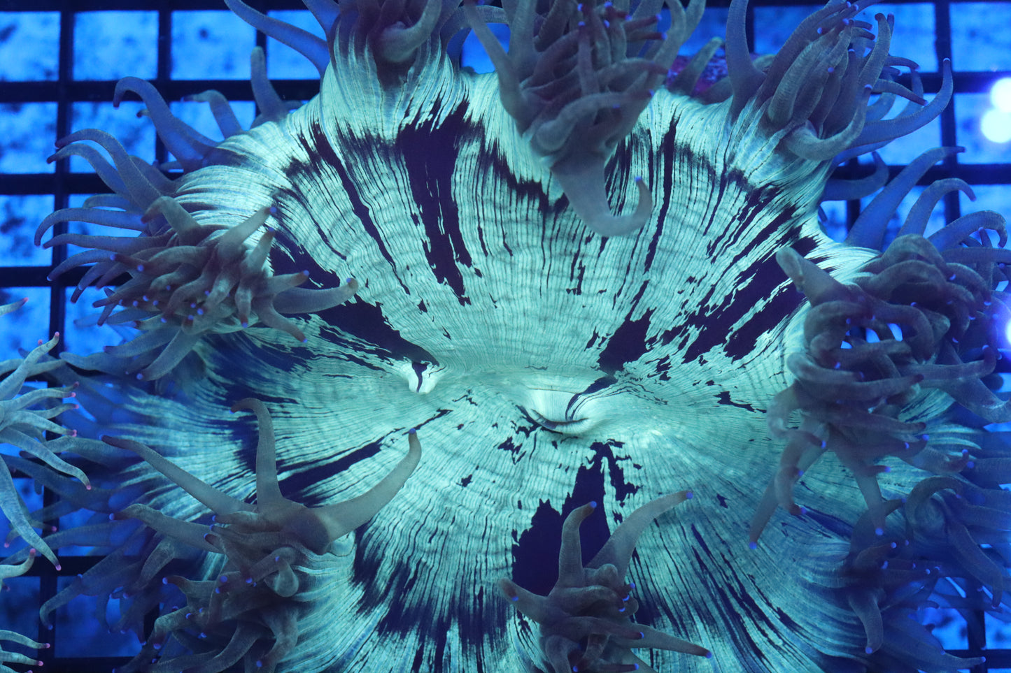 Blue Tip Elegance Coral (D247)