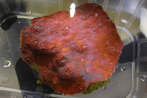 Echinopyllia Chalice-Super Red (1" frag)