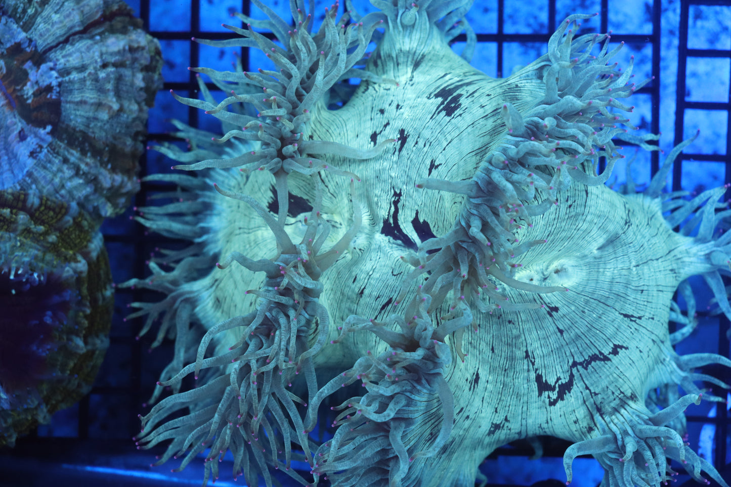 Pink Tip Elegance Coral (D226)