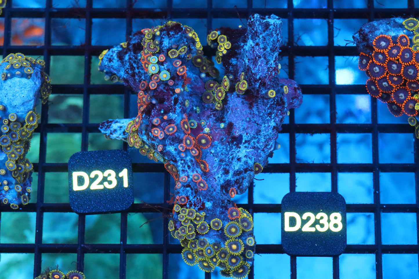 Zoa Colony on Live Rock (D238)