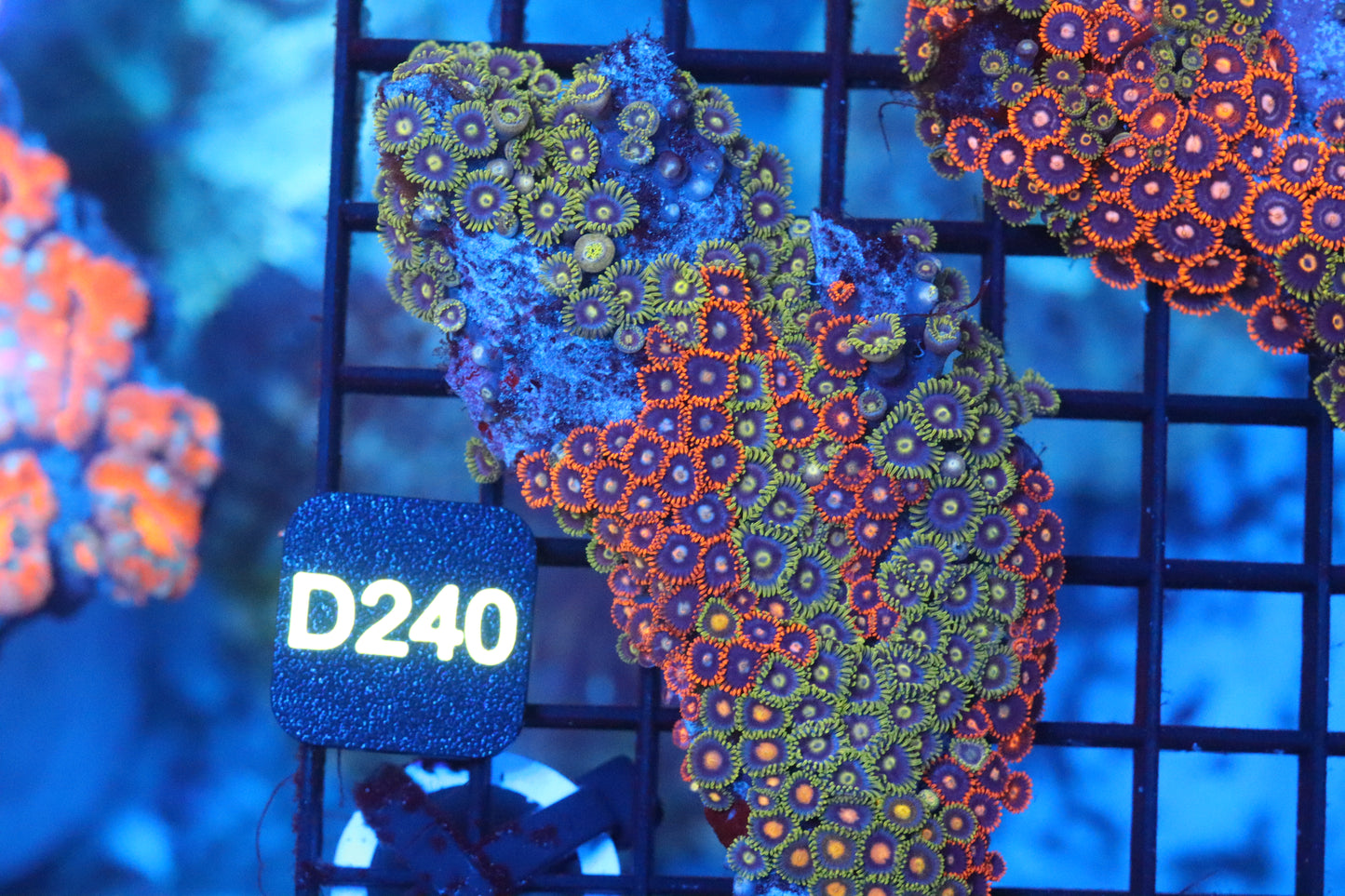 Mini Zoa Colony on Live Rock (D240)