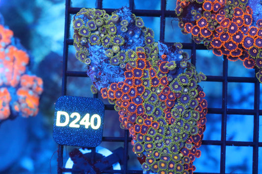 Mini Zoa Colony on Live Rock (D240)