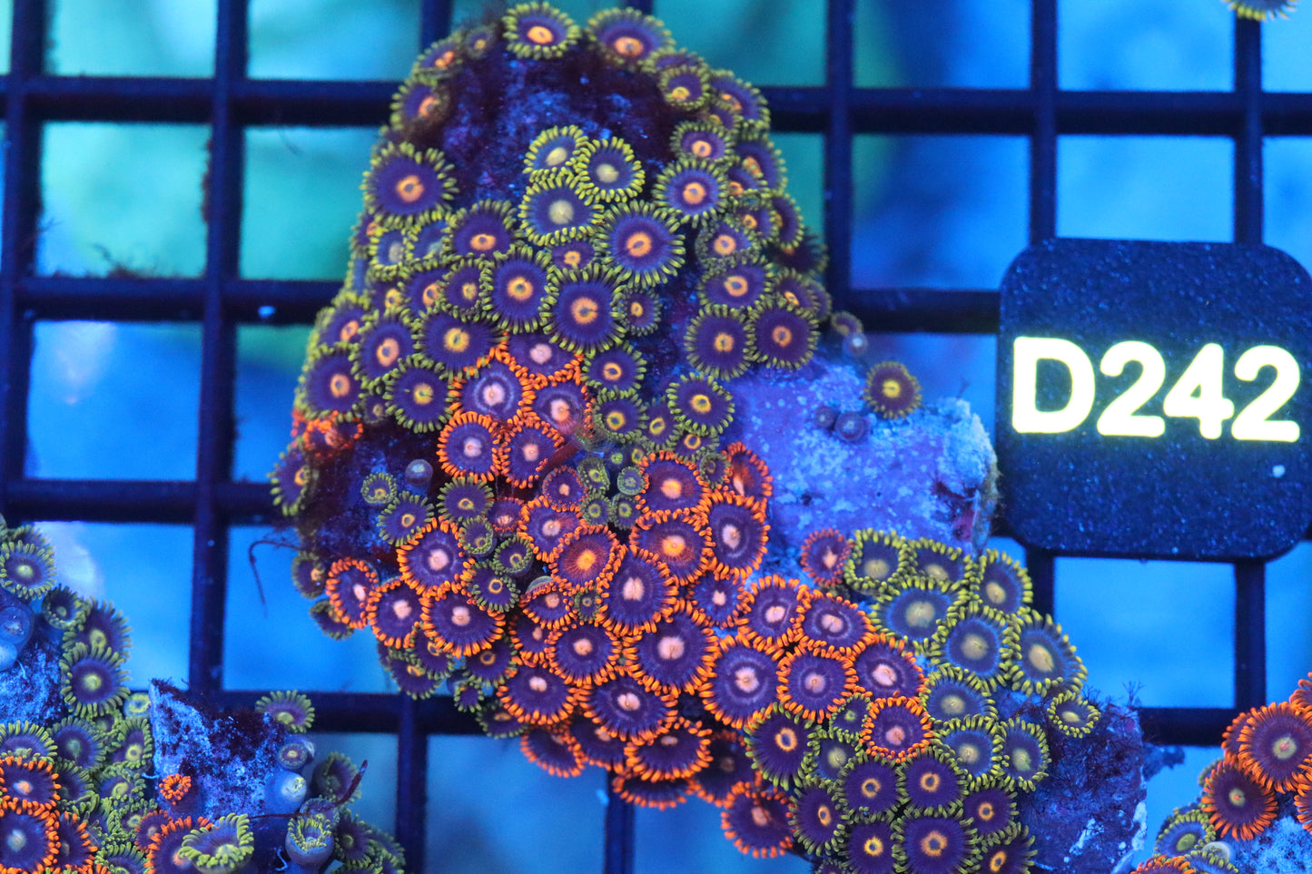 Mini Zoa Colony on Live Rock (D242)