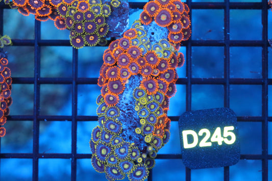 Mini Zoa Colony on Live Rock (D245)