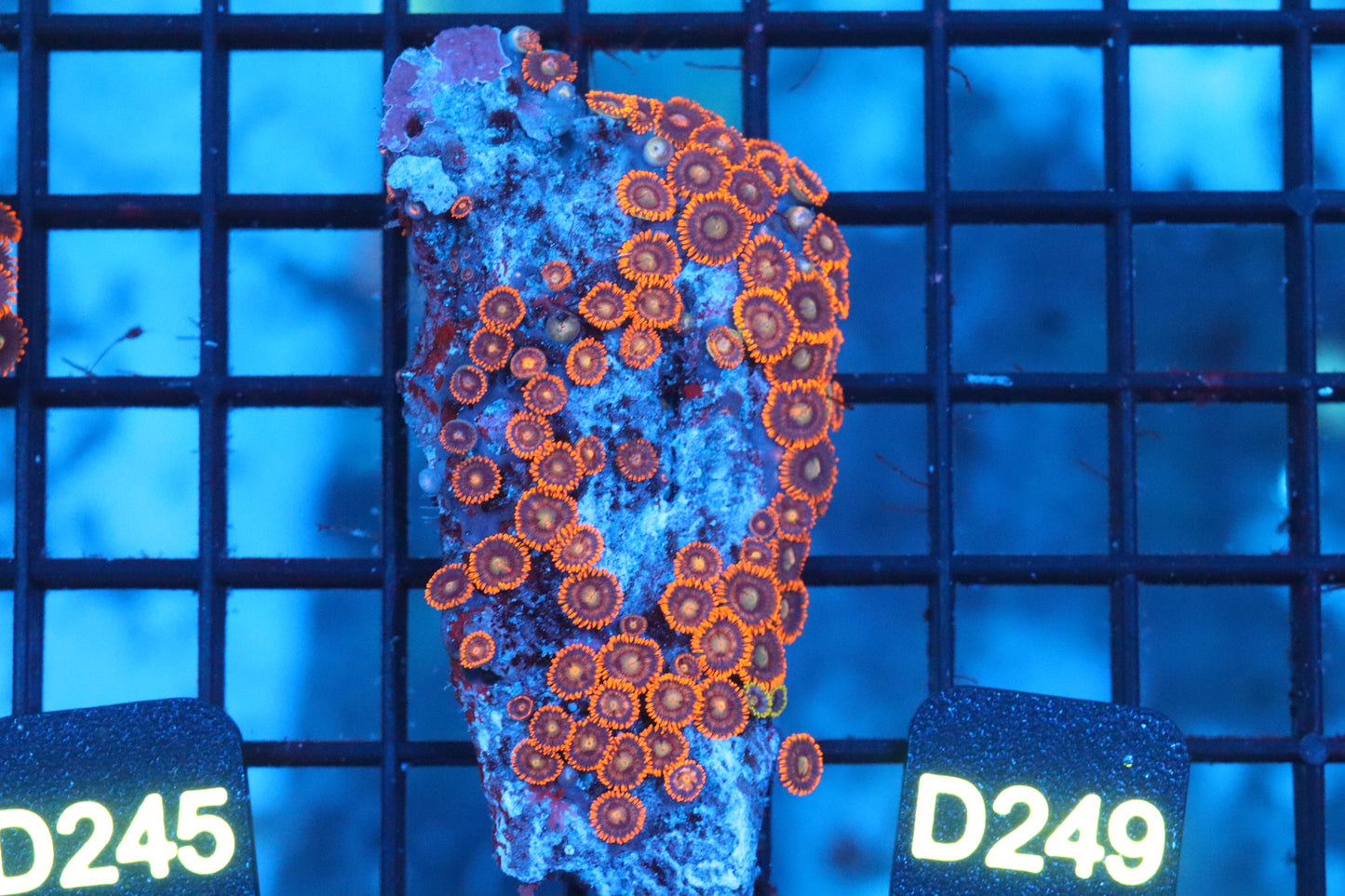 Mini Zoa Colony on Live Rock (D249)