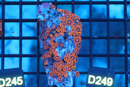 Mini Zoa Colony on Live Rock (D249)