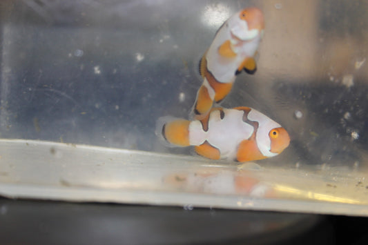 Pair Picasso Clownfish