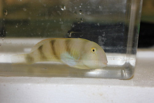 White Spotted Razor Wrasse (Xyrichthys aneitensis)-4"