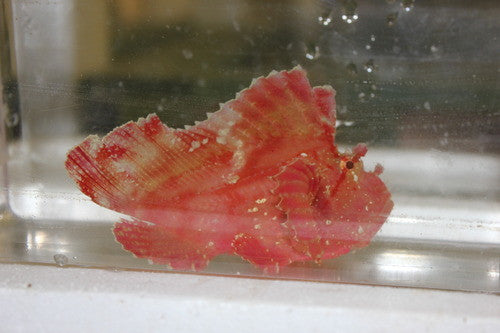 Red Leaf Scorpionfish