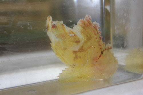 Yellow Leaf Scorpionfish