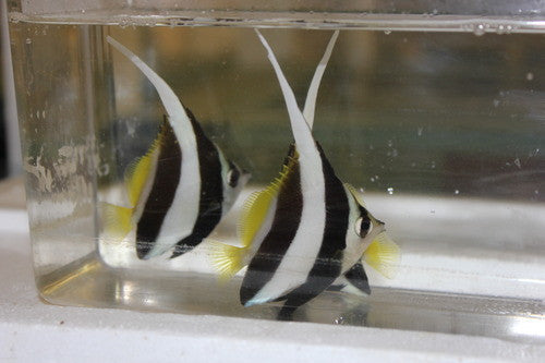 Heniochus Butterfly (5-6")
