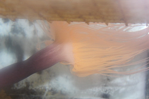 Orange Tube Anemone