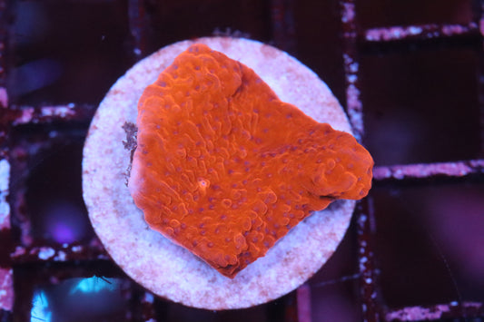 Red Monti Cap (A36)