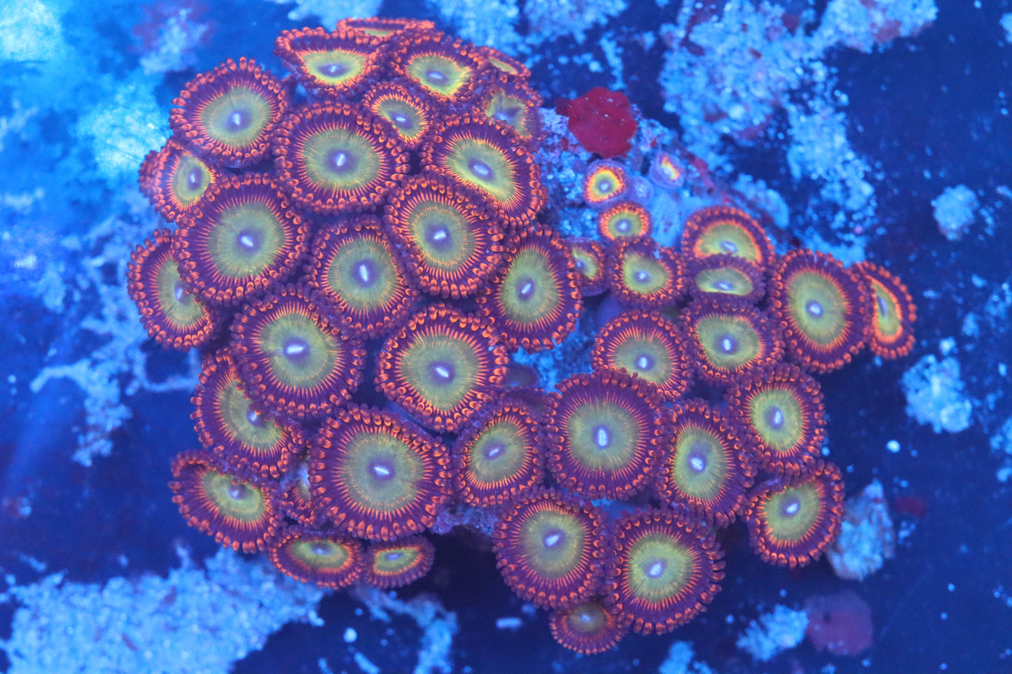 Mini Zoa Colony on Live Rock (D51)