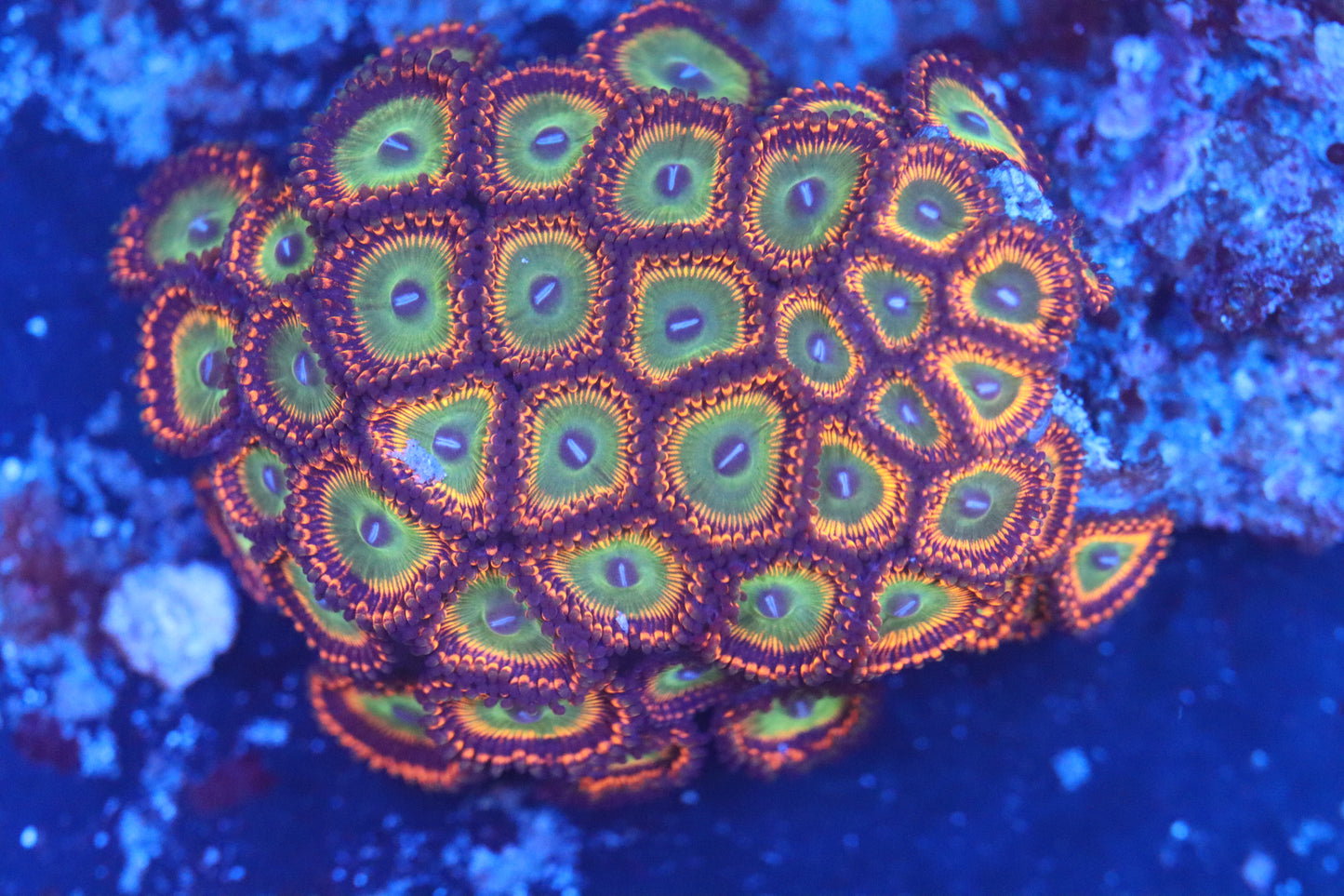 Mini Zoa Colony on Live Rock (B52)