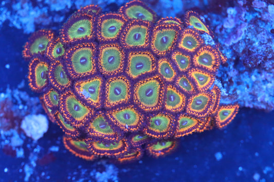 Mini Zoa Colony on Live Rock (B52)