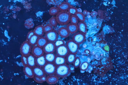 Mini Zoa Colony on Live Rock (D53)