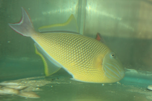 Crosshatch Trigger (Xanthichthys mento)-8" male