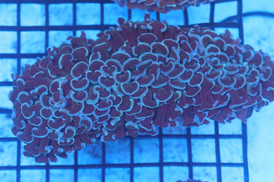 Purple Wall Hammer (B58)