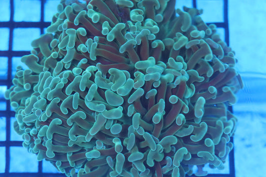 Green Wall Hammer (B62)