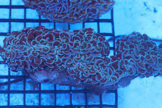 Purple Wall Hammer (B60)