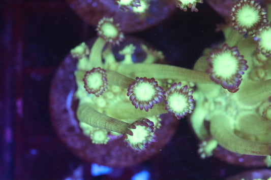 Neon Green Goni (B55)