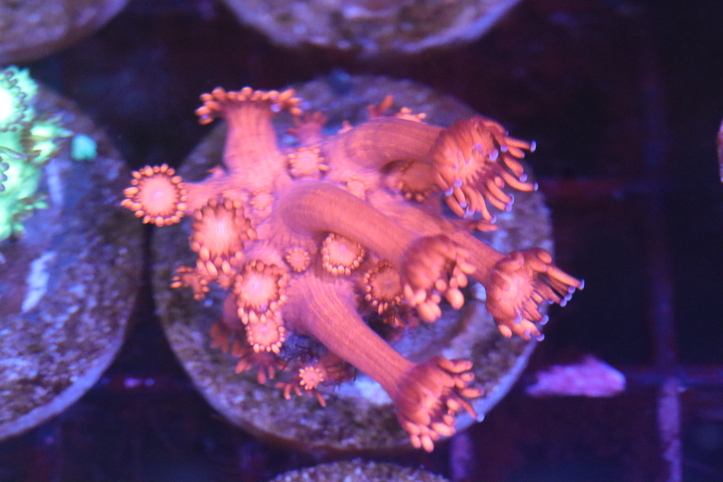 Hot Pink Goni (B54)