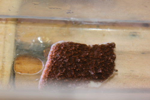 Red Encrusting Montipora | Montipora nodosa-1" Frag