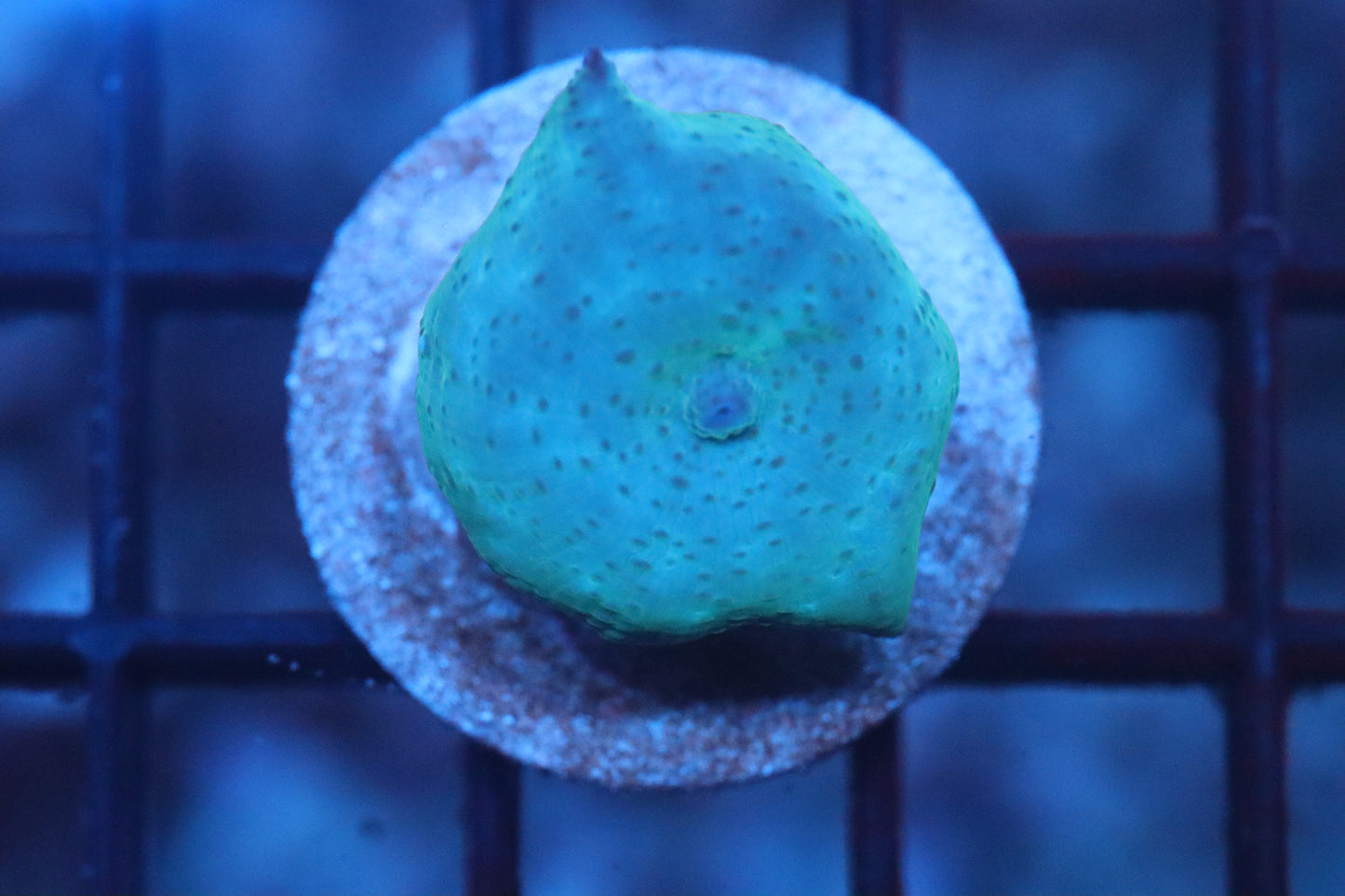 Blue/Green Discosoma (A115)