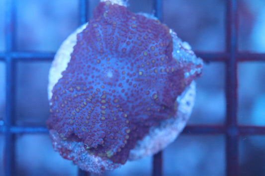 Purple Discosoma (B95)