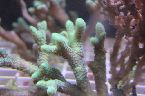 Green Birdsnest (Seriotopora Sp)-2" frag