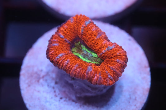 Hot Pink Micromussa (B100)