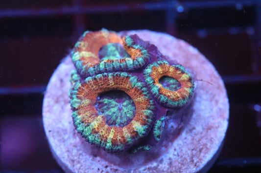 Rainbow Micromussa (B92)