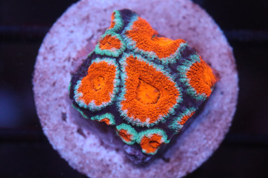 Red & Teal Micromussa (B94)