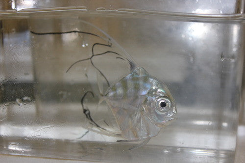 Indian Threadfin