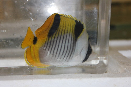 Falcula Butterflyfish | Chaetodon Falcula 2"