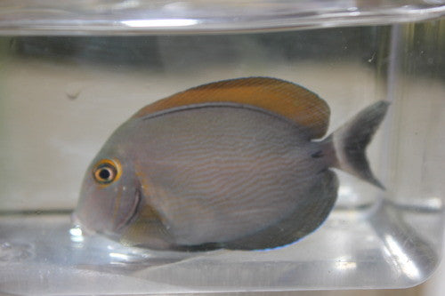 Bariene (eye spot) Tang-4-5"