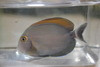 Bariene (eye spot) Tang-3-4"