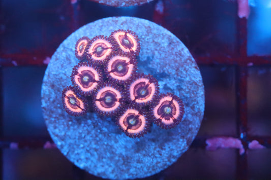 Pink Zoa (B98)