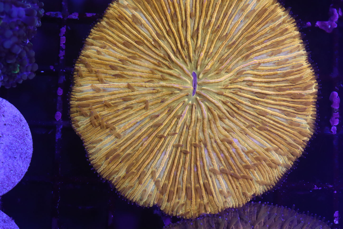 Orange Plate (B90)