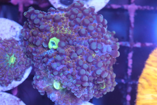 Purple Yuma Mini Colony (B97)