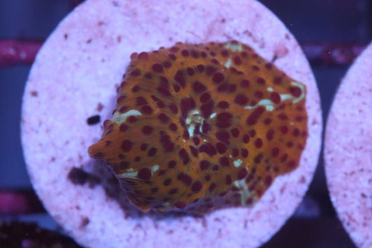 Wild Print Discosoma (D238)