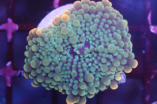 Yellow Ring Ricordea (D194)