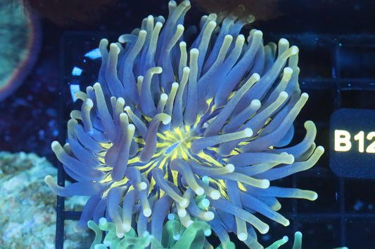 Long Tentacle Plate (B123)