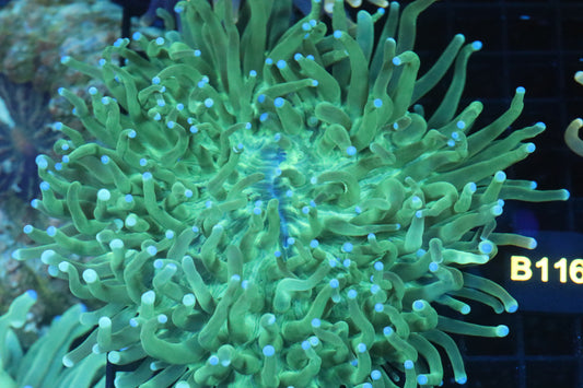 Long Tentacle Plate (B116)